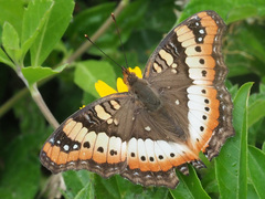 Precis ceryne ceryne