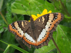 Precis ceryne ceryne