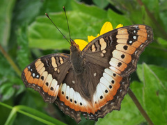 Precis ceryne ceryne