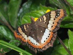 Precis ceryne ceryne