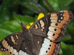 Precis ceryne ceryne