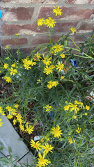 Senecio inaequidens