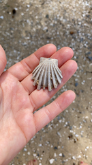 Chesapecten