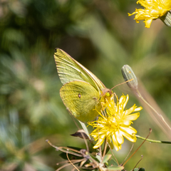 Colias occidentalis