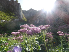 Adenostyles australis