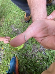 Agriphila straminella