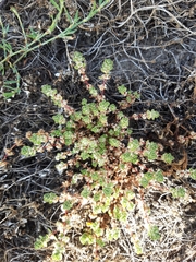 Illecebrum verticillatum