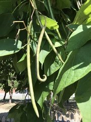 Catalpa