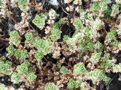 Illecebrum verticillatum