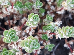 Illecebrum verticillatum