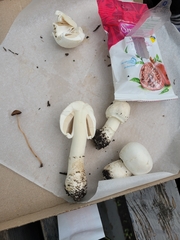 Agaricus