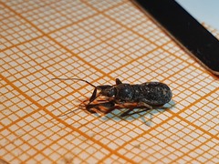 Ectomocoris