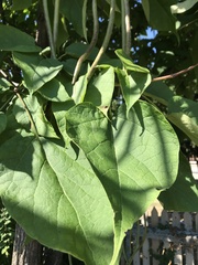 Catalpa