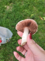 Agaricus