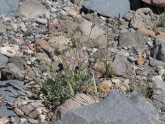 Silene grayi