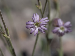 Silene grayi