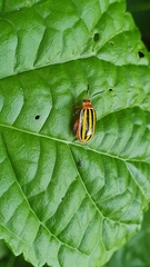 Kuschelina tenuilineata