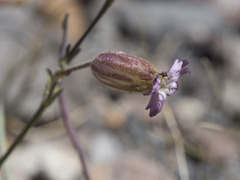 Silene grayi
