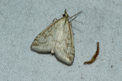 Udea lutealis