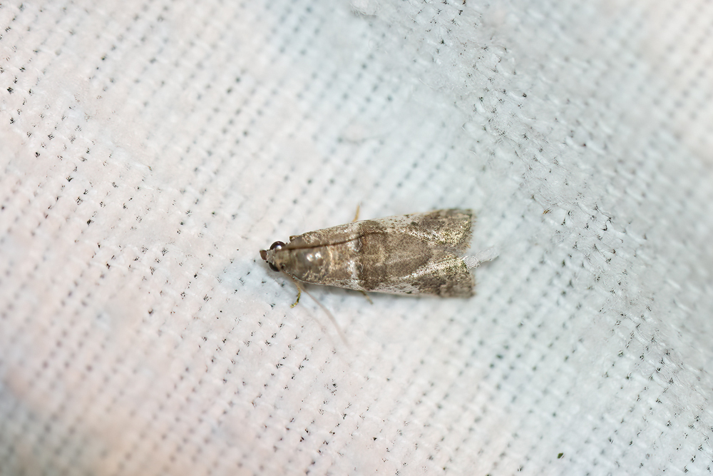 Psorosa tergestella