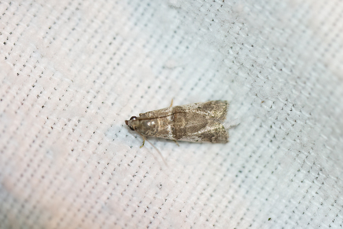 Psorosa tergestella