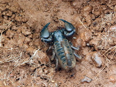 Sahyadrimetrus