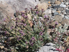 Silene grayi