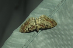 Eupithecia mutata