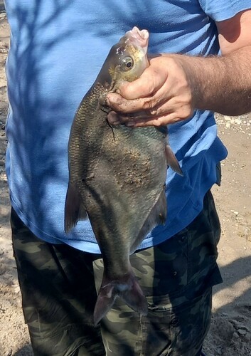Common bream (Abramis brama) — Cyprinidae — 3
