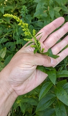 Solidago latissimifolia