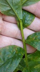 Solidago latissimifolia