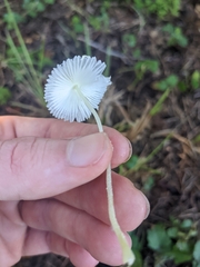 Leucocoprinus fragilissimus image