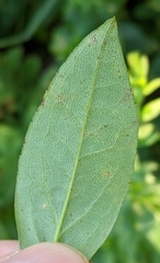 Solidago latissimifolia