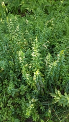 Solidago latissimifolia