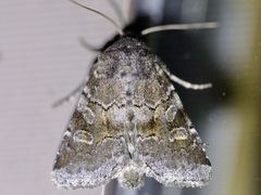 Oligia minuscula