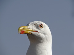 Larus michahellis