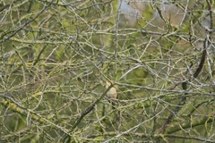 Acrocephalus schoenobaenus