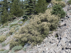 Holodiscus discolor glabrescens