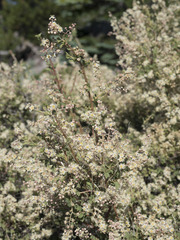 Holodiscus discolor glabrescens