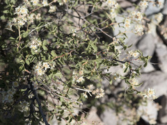Holodiscus discolor glabrescens