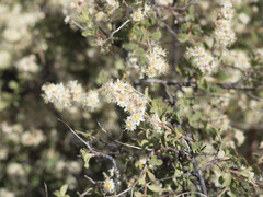 Holodiscus discolor glabrescens