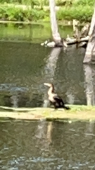Anhinga