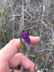 Gladiolus carinatus