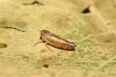 Anoplotettix