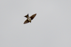 Delichon urbicum urbicum