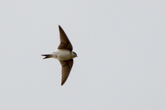 Delichon urbicum urbicum