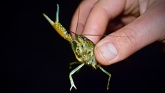 Procambarus alleni