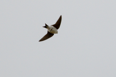 Delichon urbicum urbicum