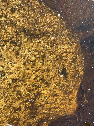 iNaturalist observation photo of Frogs and Toads