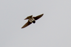 Delichon urbicum urbicum